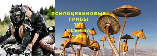 прущие грибы Щёлкино